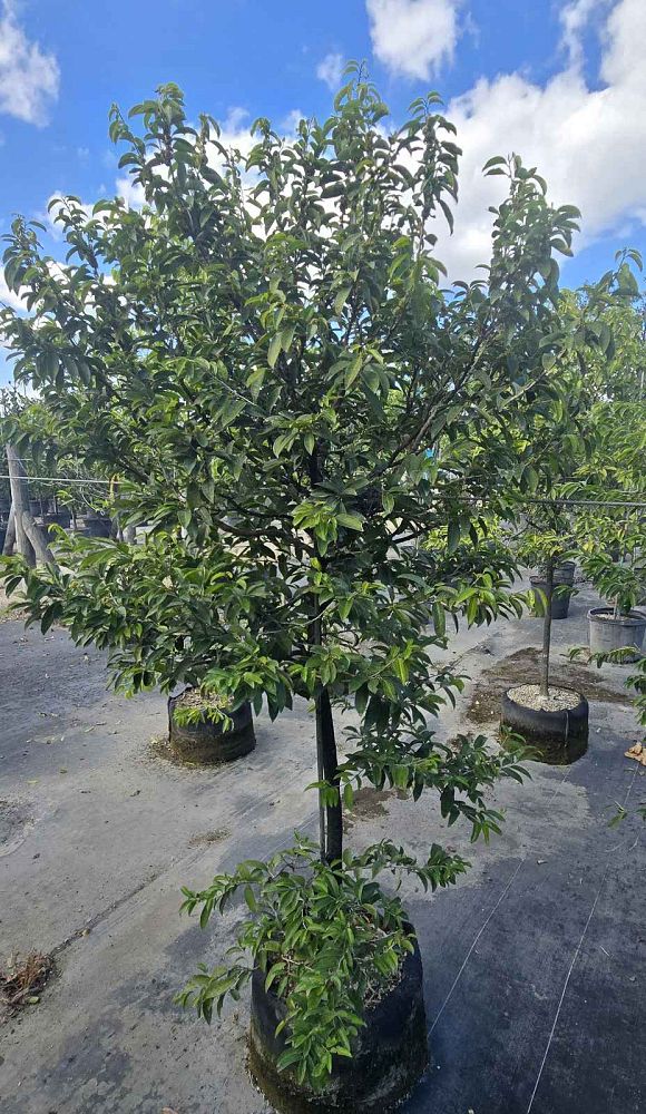 drypetes-lateriflora-guiana-plum