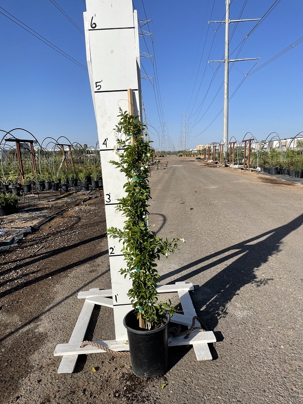duranta-erecta-alba-pigeon-berry-golden-dew-drop-white