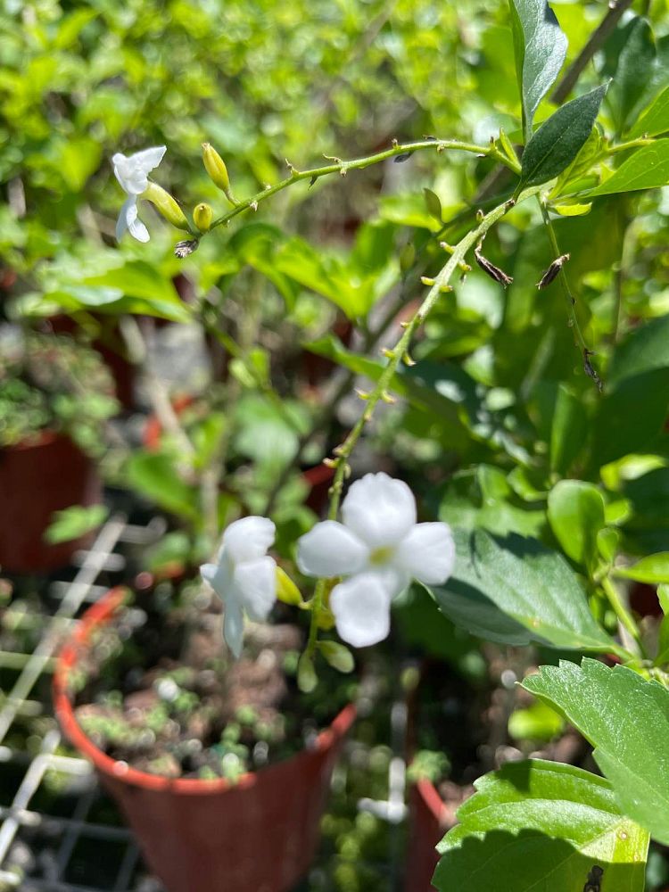 duranta-erecta-alba-pigeon-berry-golden-dew-drop-white