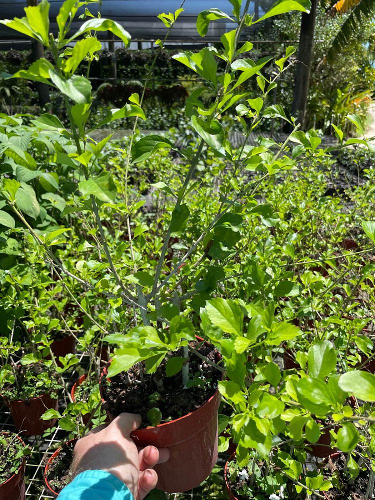duranta-erecta-alba-pigeon-berry-golden-dew-drop-white