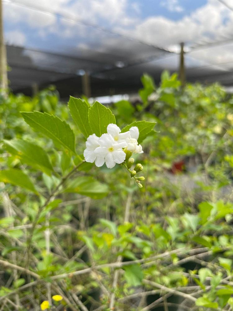 duranta-erecta-alba-pigeon-berry-golden-dew-drop-white