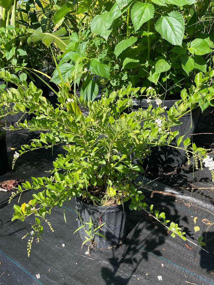 duranta-erecta-alba-pigeon-berry-golden-dew-drop-white