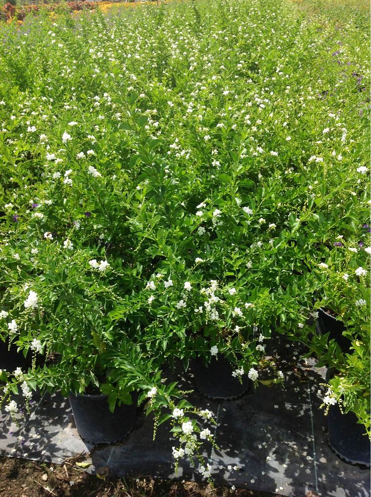 duranta-erecta-gold-edge-golden-dewdrop-duranta-repens