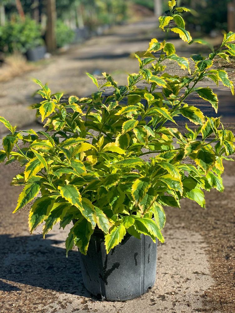 duranta-erecta-gold-edge-golden-dewdrop-duranta-repens