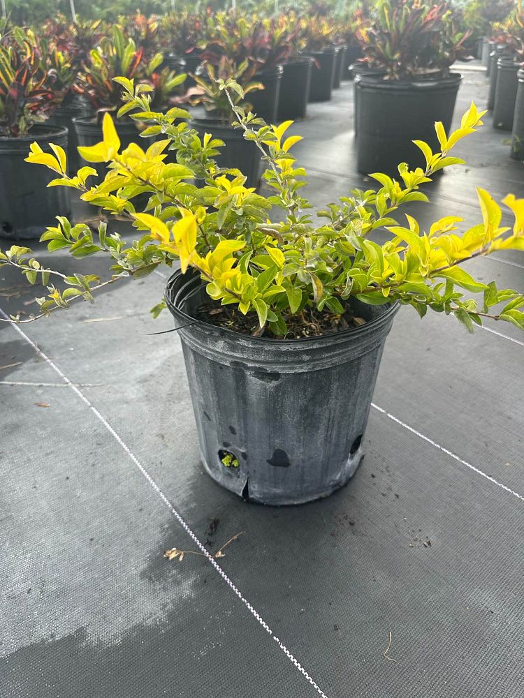 duranta-erecta-gold-edge-golden-dewdrop-duranta-repens