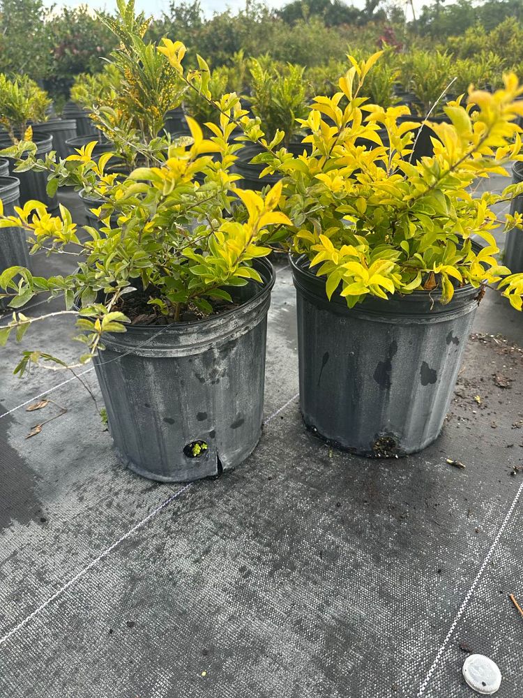 duranta-erecta-gold-edge-golden-dewdrop-duranta-repens