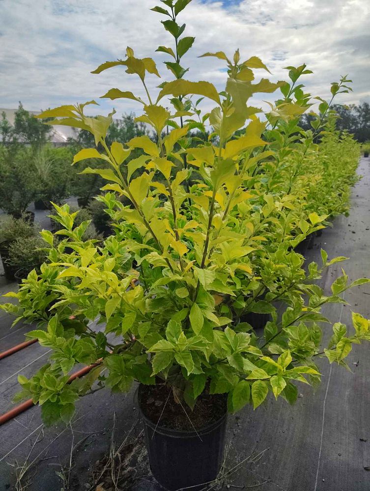 duranta-erecta-gold-edge-golden-dewdrop-duranta-repens