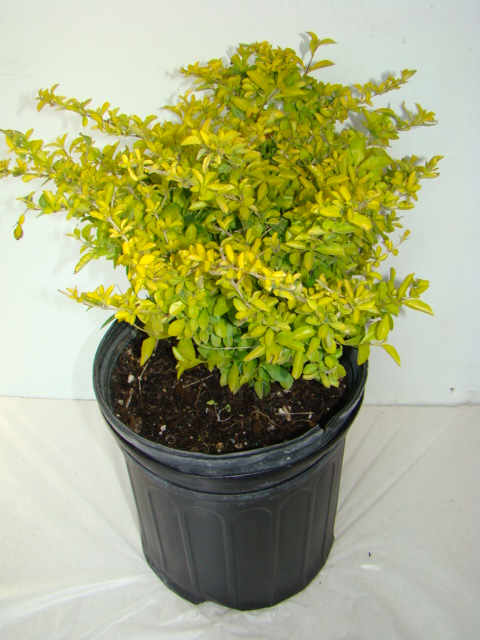 Gold For Cash >> Florida Landscape Nursery | plantANT.com Gold For Cash >> Florida Landscape Nursery | plantANT.com