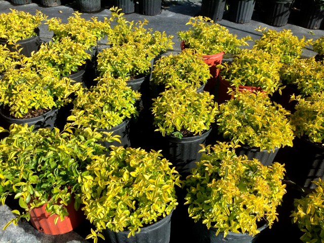 duranta-erecta-gold-mound-golden-dewdrop-duranta-repens