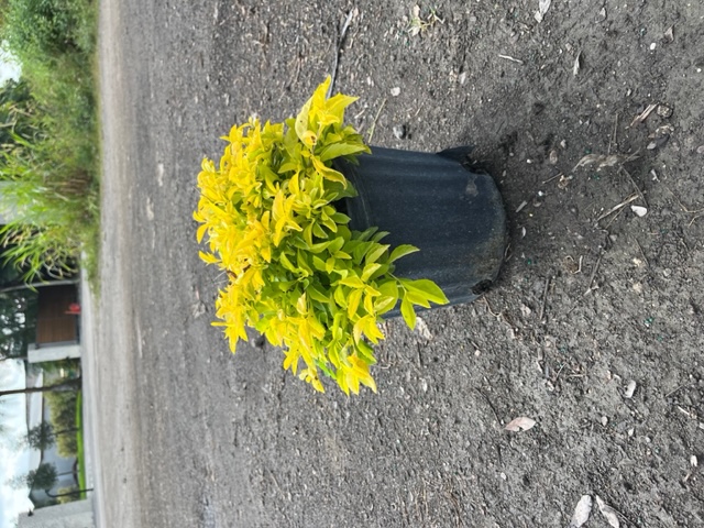 duranta-erecta-gold-mound-golden-dewdrop-duranta-repens
