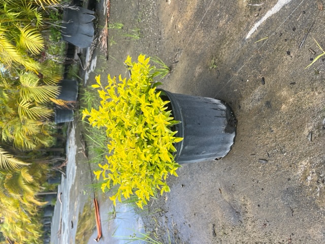 duranta-erecta-gold-mound-golden-dewdrop-duranta-repens