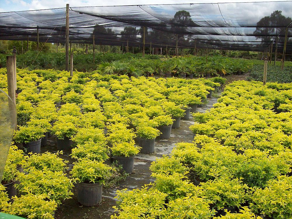 duranta-erecta-gold-mound-golden-dewdrop-duranta-repens