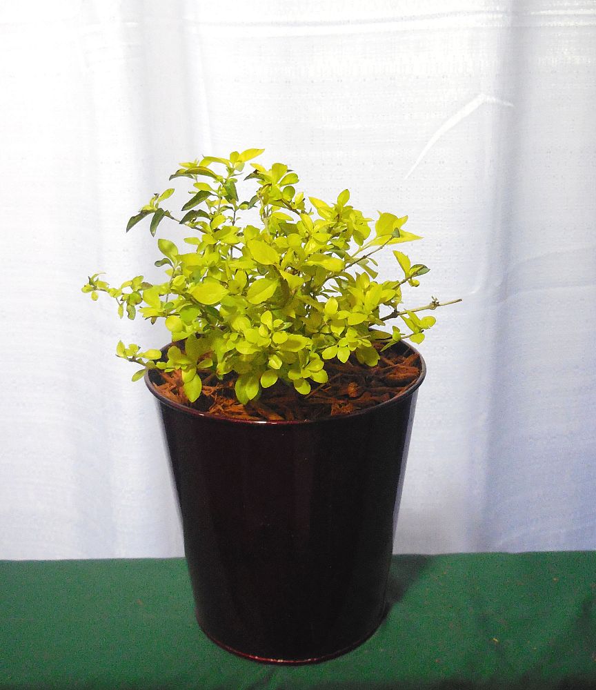 duranta-erecta-gold-mound-golden-dewdrop-duranta-repens