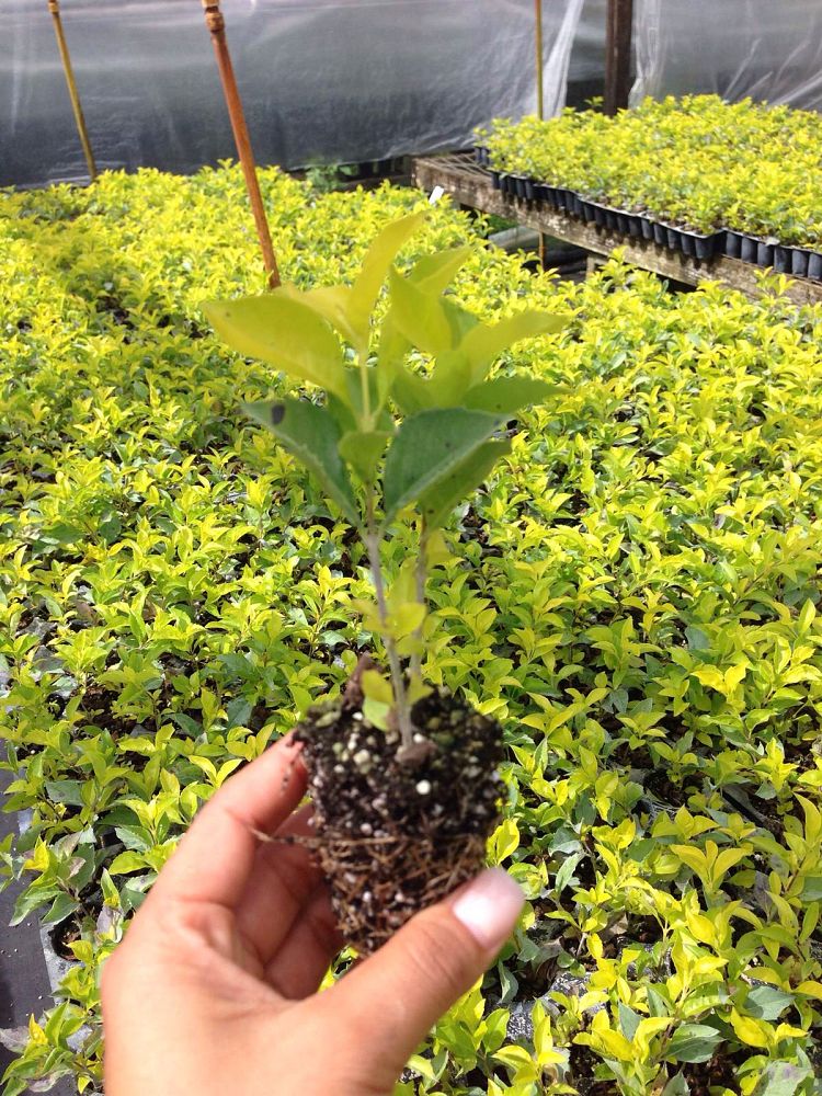 duranta-erecta-gold-mound-golden-dewdrop-duranta-repens