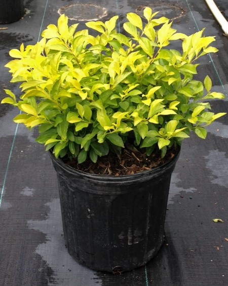 duranta-erecta-gold-mound-golden-dewdrop-duranta-repens