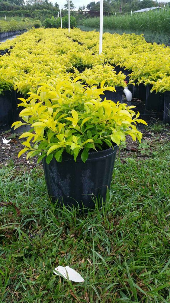 duranta-erecta-gold-mound-golden-dewdrop-duranta-repens