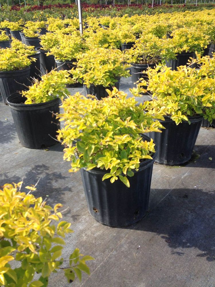duranta-erecta-gold-mound-golden-dewdrop-duranta-repens