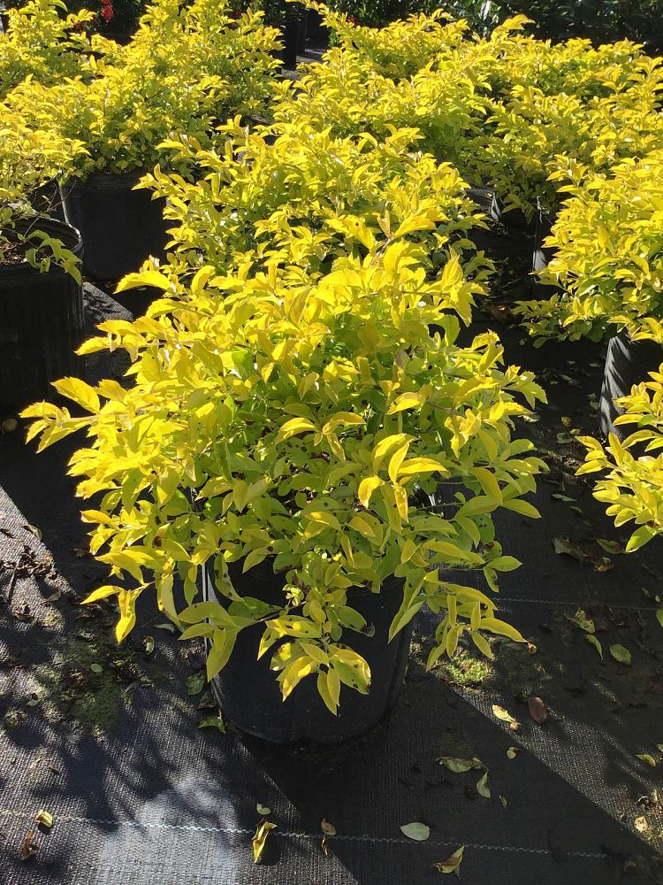 duranta-erecta-gold-mound-golden-dewdrop-duranta-repens