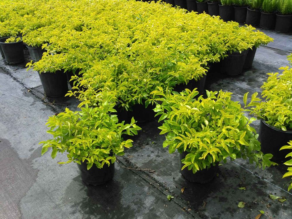 duranta-erecta-gold-mound-golden-dewdrop-duranta-repens