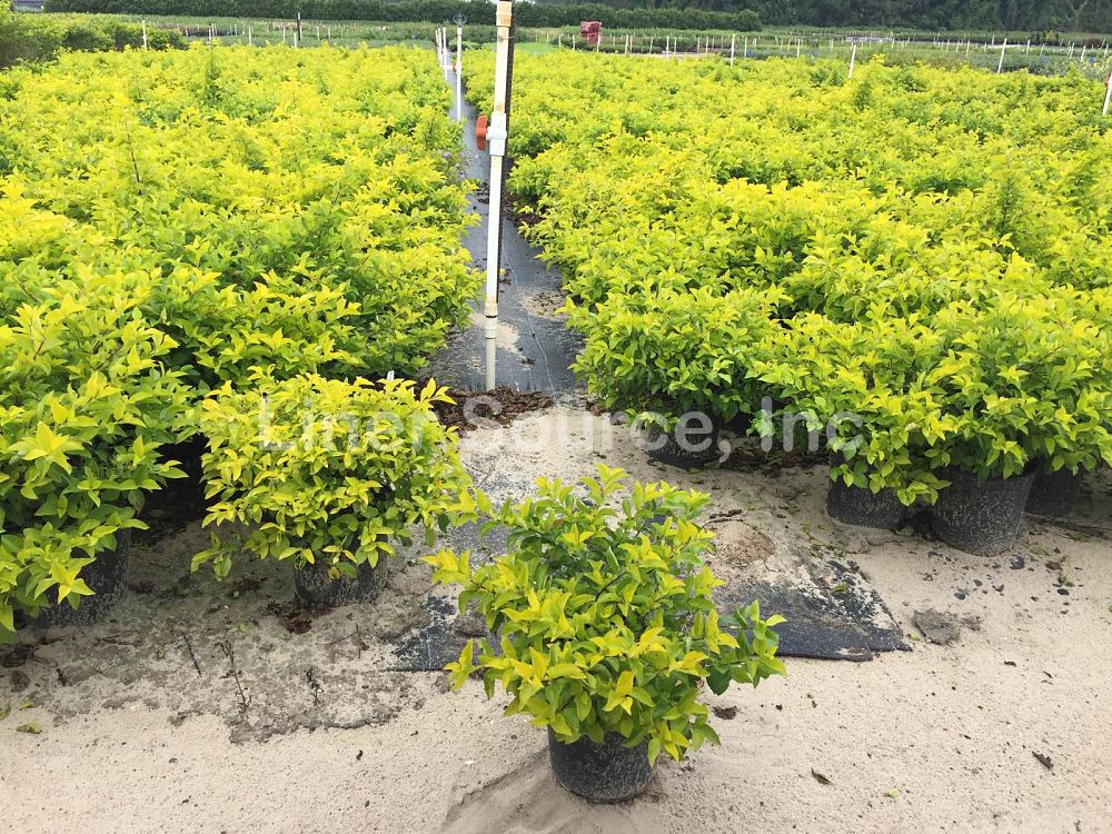 duranta-erecta-gold-mound-golden-dewdrop-duranta-repens