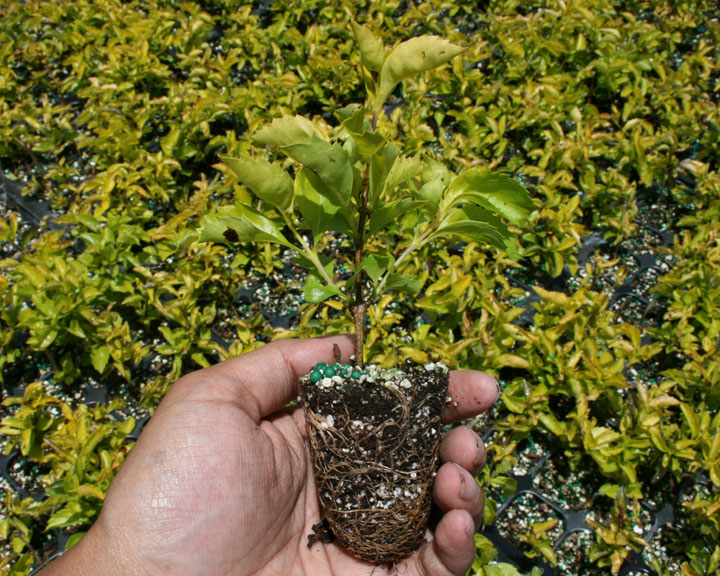 duranta-erecta-gold-mound-golden-dewdrop-duranta-repens