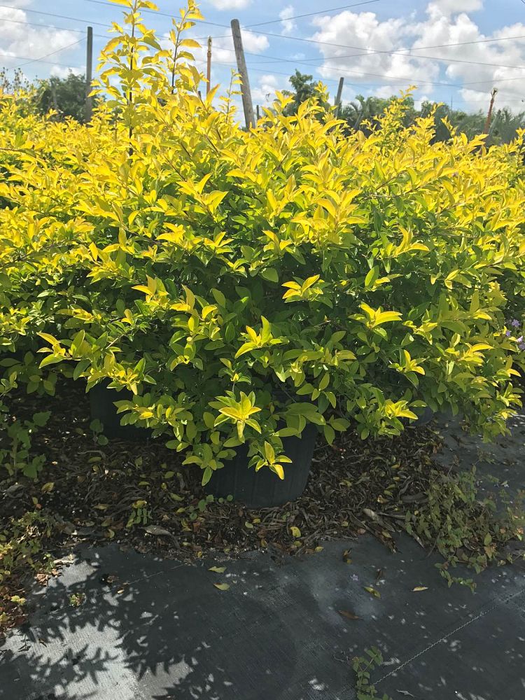 duranta-erecta-gold-mound-golden-dewdrop-duranta-repens