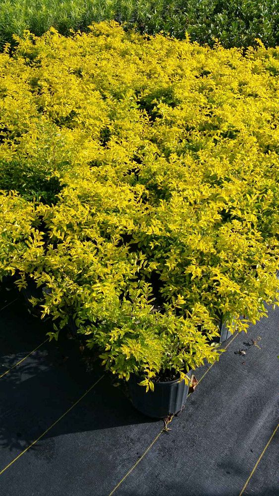 duranta-erecta-gold-mound-golden-dewdrop-duranta-repens