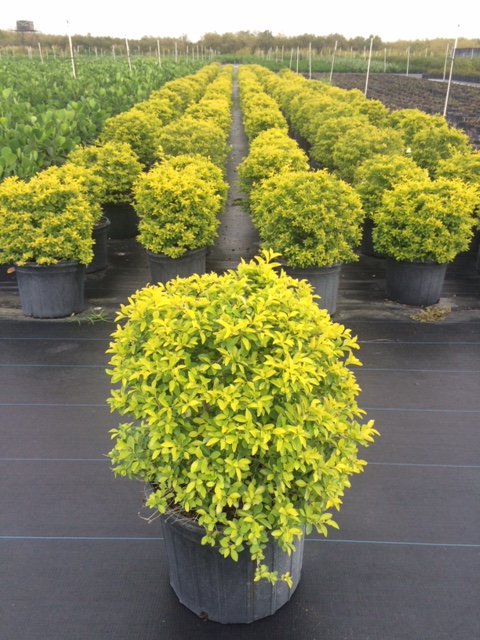 duranta-erecta-gold-mound-golden-dewdrop-duranta-repens