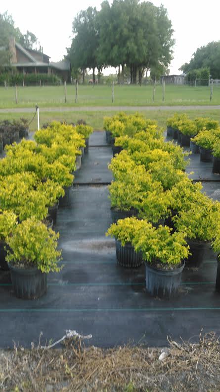 duranta-erecta-gold-mound-golden-dewdrop-duranta-repens
