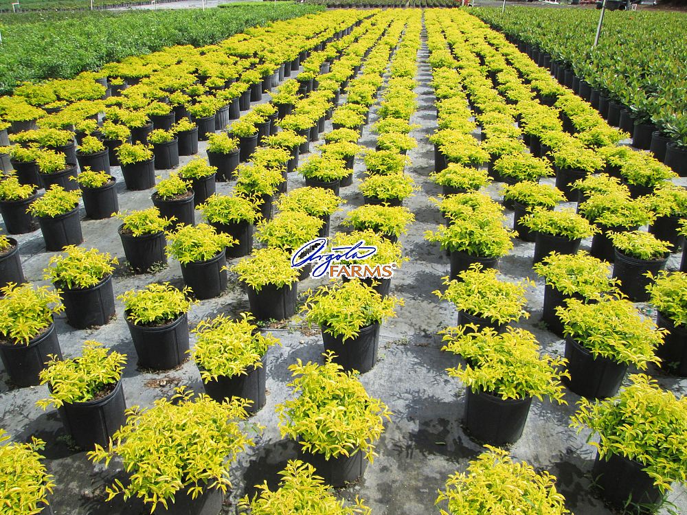 duranta-erecta-gold-mound-golden-dewdrop-duranta-repens