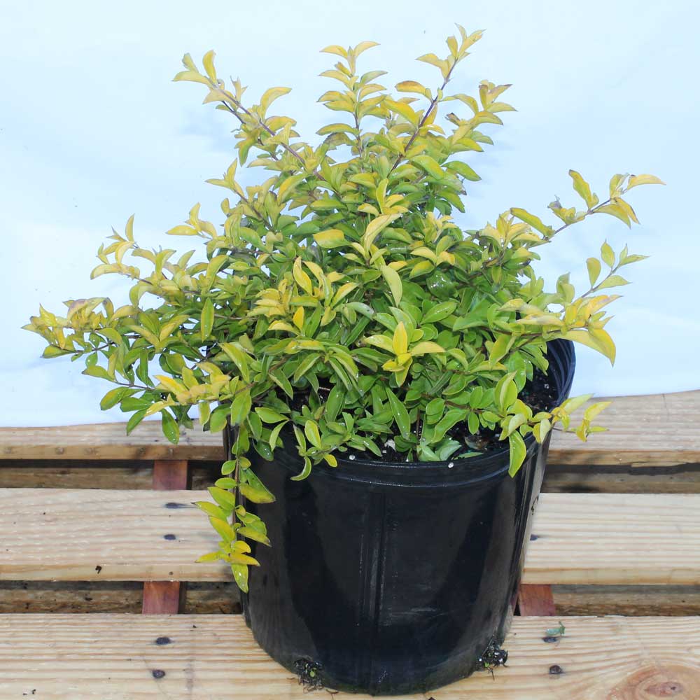 duranta-erecta-gold-mound-golden-dewdrop-duranta-repens