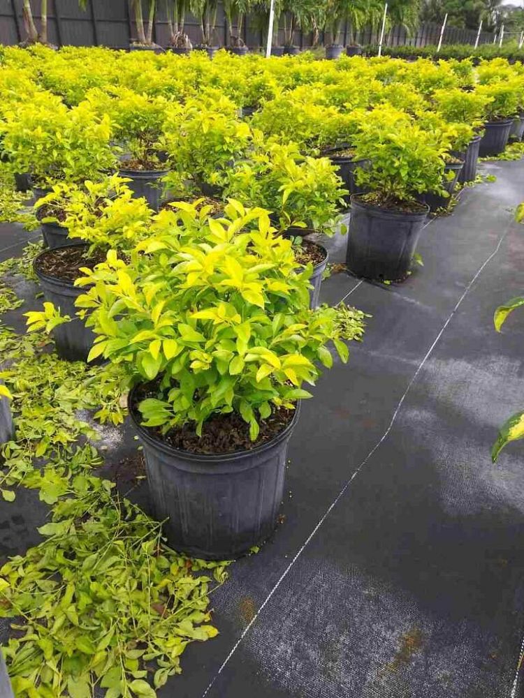 duranta-erecta-gold-mound-golden-dewdrop-duranta-repens