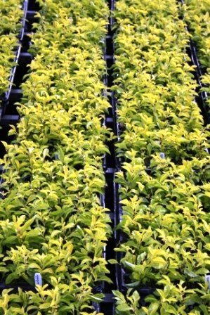 duranta-erecta-gold-mound-golden-dewdrop-duranta-repens