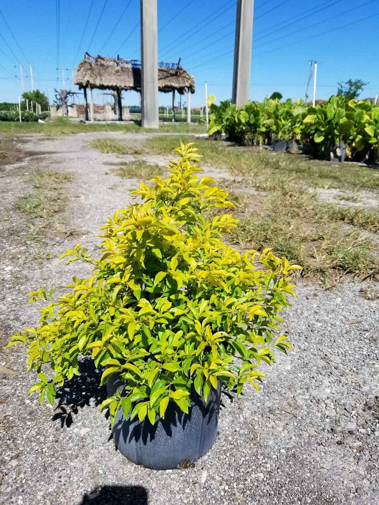 duranta-erecta-gold-mound-golden-dewdrop-duranta-repens
