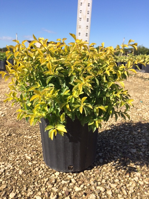 duranta-erecta-gold-mound-golden-dewdrop-duranta-repens