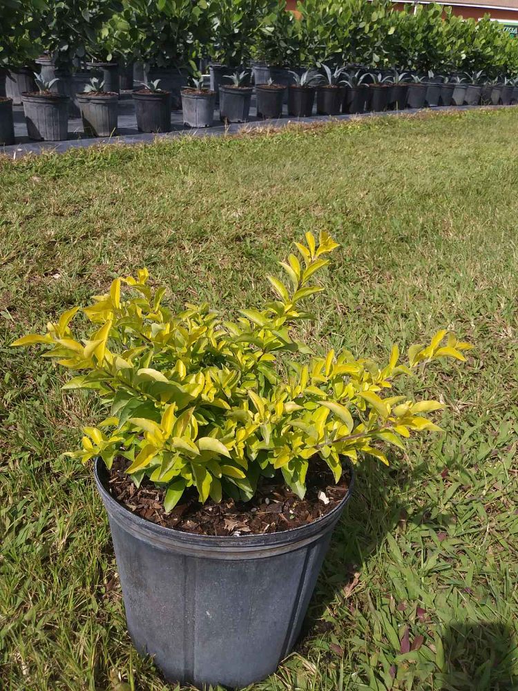 duranta-erecta-gold-mound-golden-dewdrop-duranta-repens