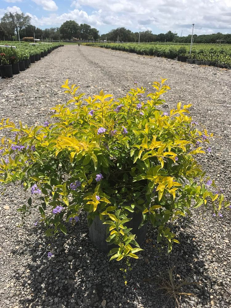 duranta-erecta-gold-mound-golden-dewdrop-duranta-repens