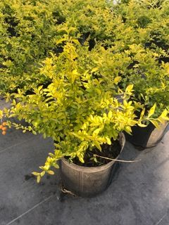 duranta-erecta-gold-mound-golden-dewdrop-duranta-repens