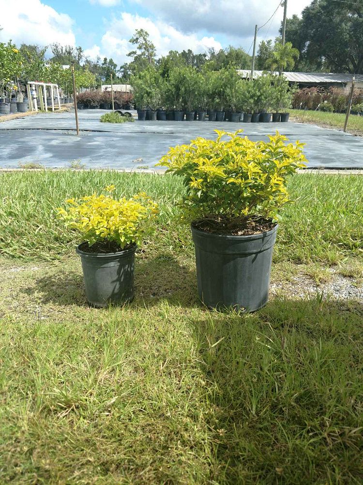 duranta-erecta-gold-mound-golden-dewdrop-duranta-repens