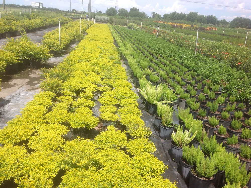 duranta-erecta-gold-mound-golden-dewdrop-duranta-repens