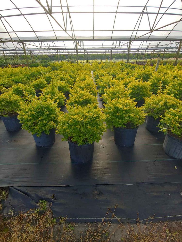 duranta-erecta-gold-mound-golden-dewdrop-duranta-repens