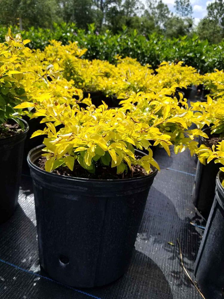 duranta-erecta-gold-mound-golden-dewdrop-duranta-repens
