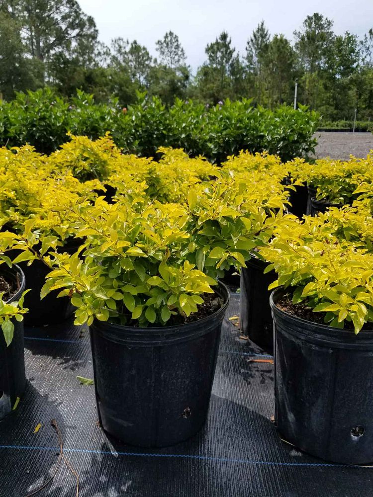 duranta-erecta-gold-mound-golden-dewdrop-duranta-repens