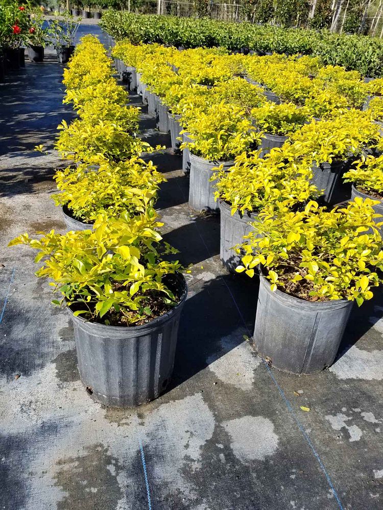 duranta-erecta-gold-mound-golden-dewdrop-duranta-repens