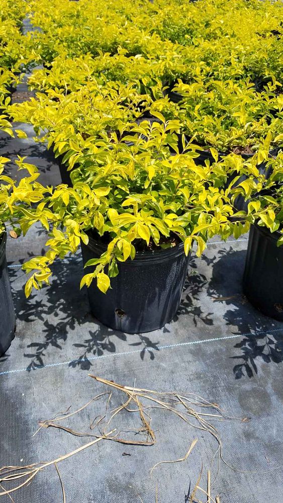 duranta-erecta-gold-mound-golden-dewdrop-duranta-repens