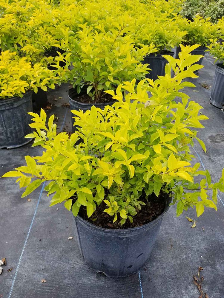 duranta-erecta-gold-mound-golden-dewdrop-duranta-repens
