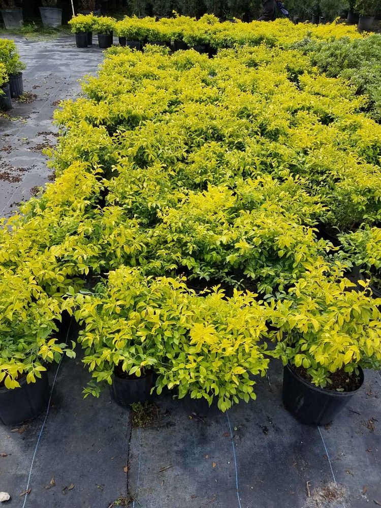 duranta-erecta-gold-mound-golden-dewdrop-duranta-repens