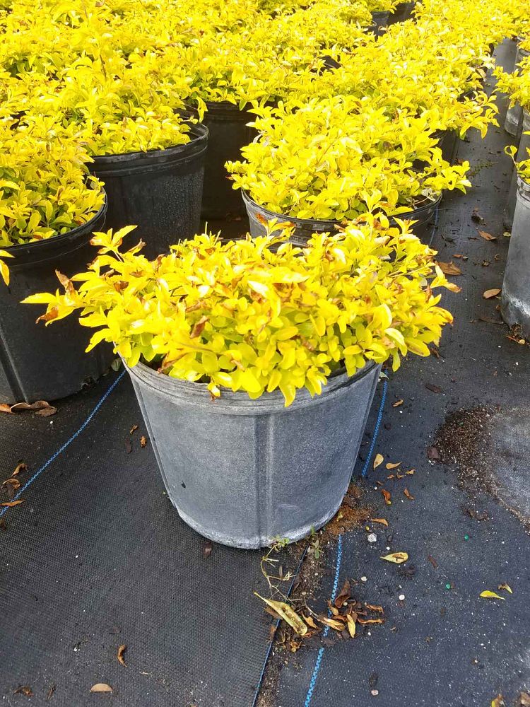 duranta-erecta-gold-mound-golden-dewdrop-duranta-repens