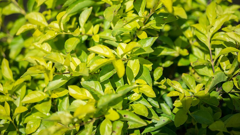 duranta-erecta-gold-mound-golden-dewdrop-duranta-repens