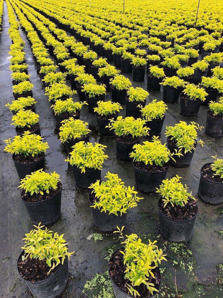 duranta-erecta-gold-mound-golden-dewdrop-duranta-repens